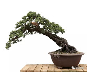 鐵馬鞭